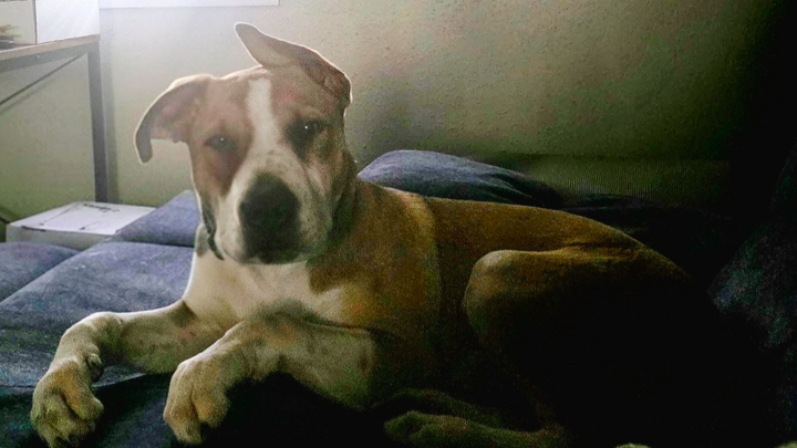 Donate to Theo's New Beginning campaign photo, 1 of 3