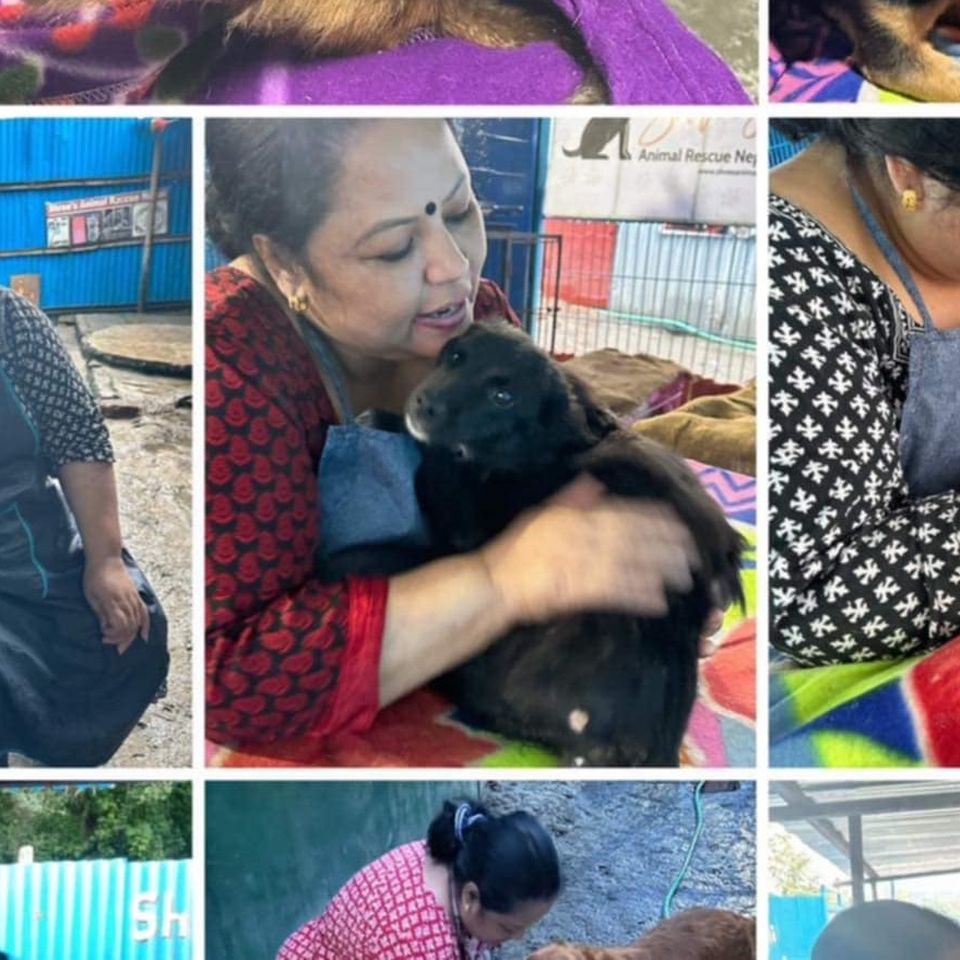 Help Srijana build a Permanent Shelter for her 350 animals