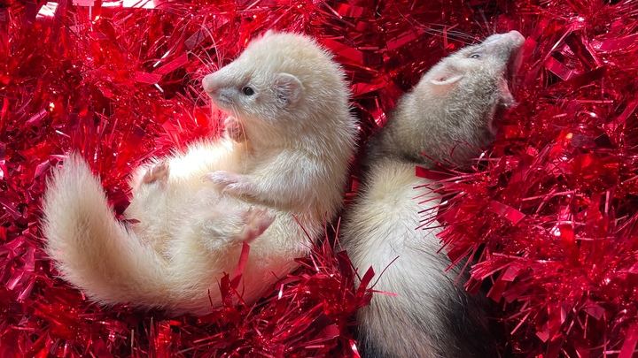 Thora and Wolfies wish for this Christmas campaign photo, 1 of 5