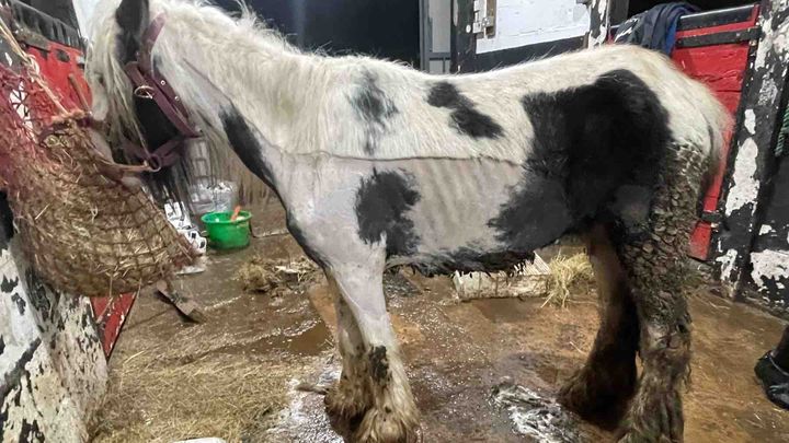 Urgent Help Needed for X4 Rescued pony’s ❤️ campaign photo, 1 of 7