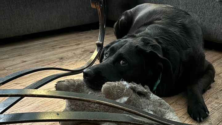 Help Sabbath Get Urgent Veterinary Care campaign photo, 1 of 6