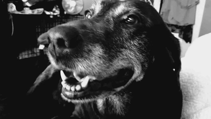 Emergency Vet for my Mama’s dog Joy campaign photo, 1 of 6