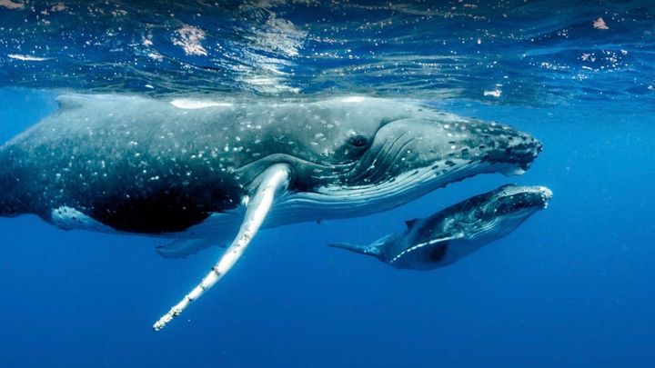 Coast to Coast Against Overfishing