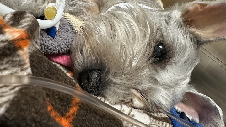 Save Maggie: Emergency Treatment Fund campaign photo, 1 of 8