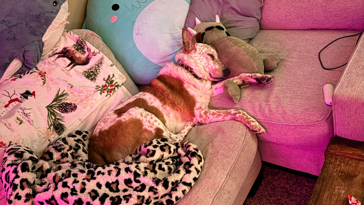 Lou Dogs Cancer Treatment campaign photo, 1 of 6