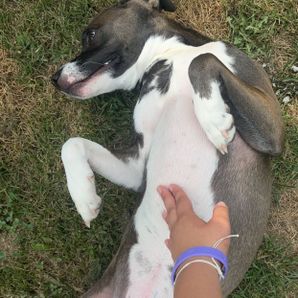 Please help me become a vet tech!