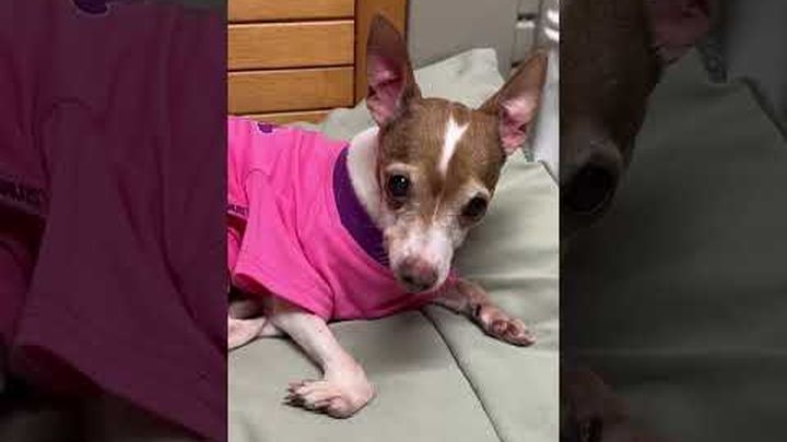 Help Noelle & Friends Get Lifesaving Surgery video thumbnail, 1 of 8