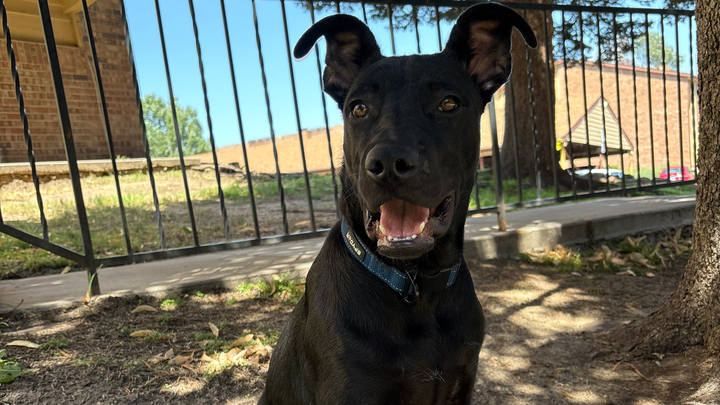 Please Help Give Nox the Chance to Be a Puppy Again campaign photo, 1 of 3