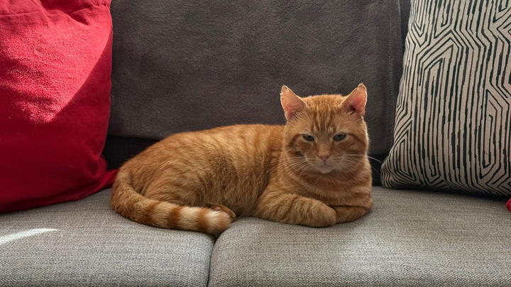 Help Garfield the Stray Cat Start a New Life campaign photo, 1 of 5