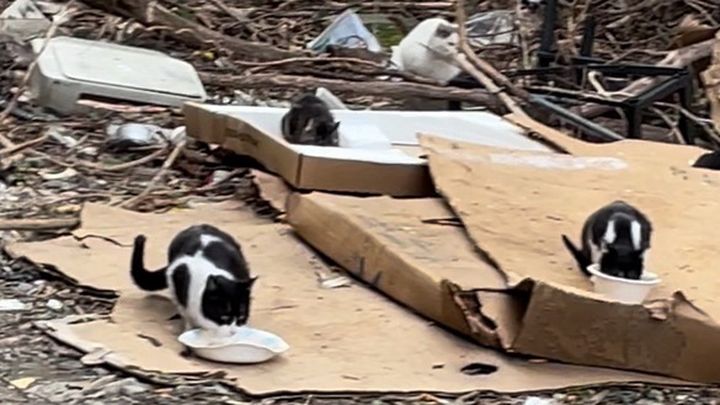 Help Yonkers Cats: Spay-Neuter of Abandoned Cats campaign photo, 1 of 3