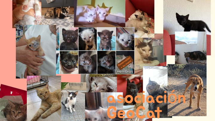 Necesitamos pagar facturas veterinarias campaign photo, 1 of 3