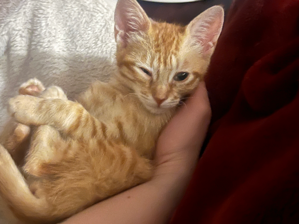 Sybil, a neurologically damaged kitten campaign photo, 1 of 5