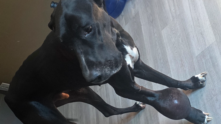 Support Kane's Life-Saving Surgery campaign photo, 1 of 6