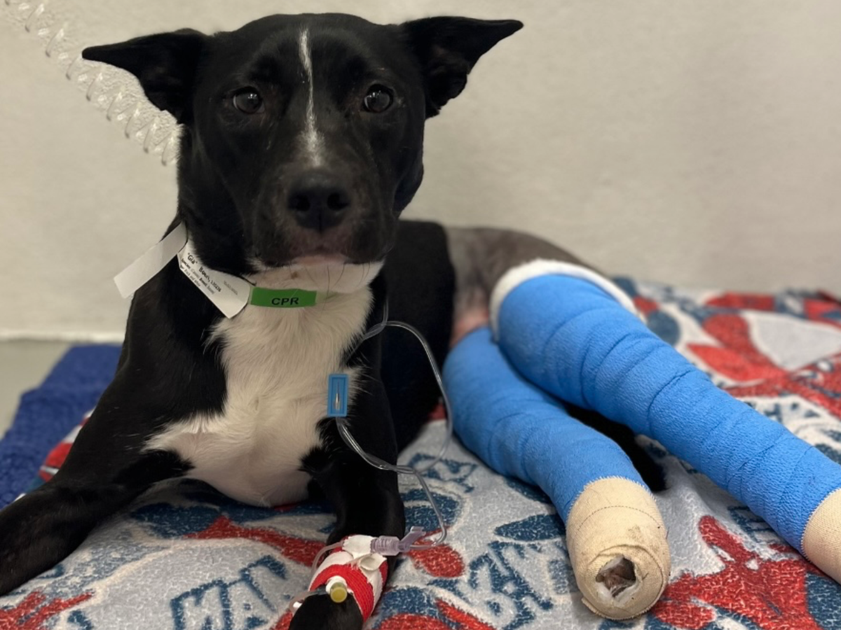 GIA-a disabled puppy dumped by backyard breeders campaign photo, 1 of 7