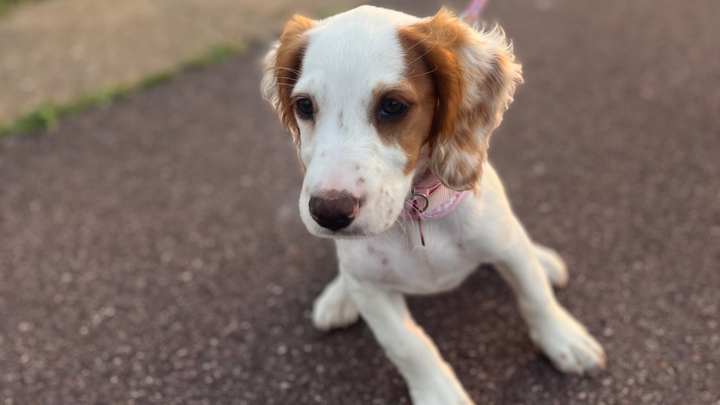 Daisy’s Heart Operation campaign photo, 1 of 8