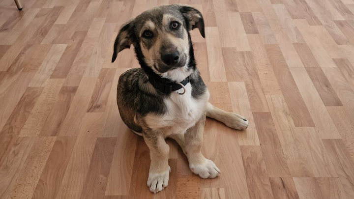 Helft Schäferhund Lasko, endlich schmerzfrei zu laufen ! campaign photo, 1 of 7