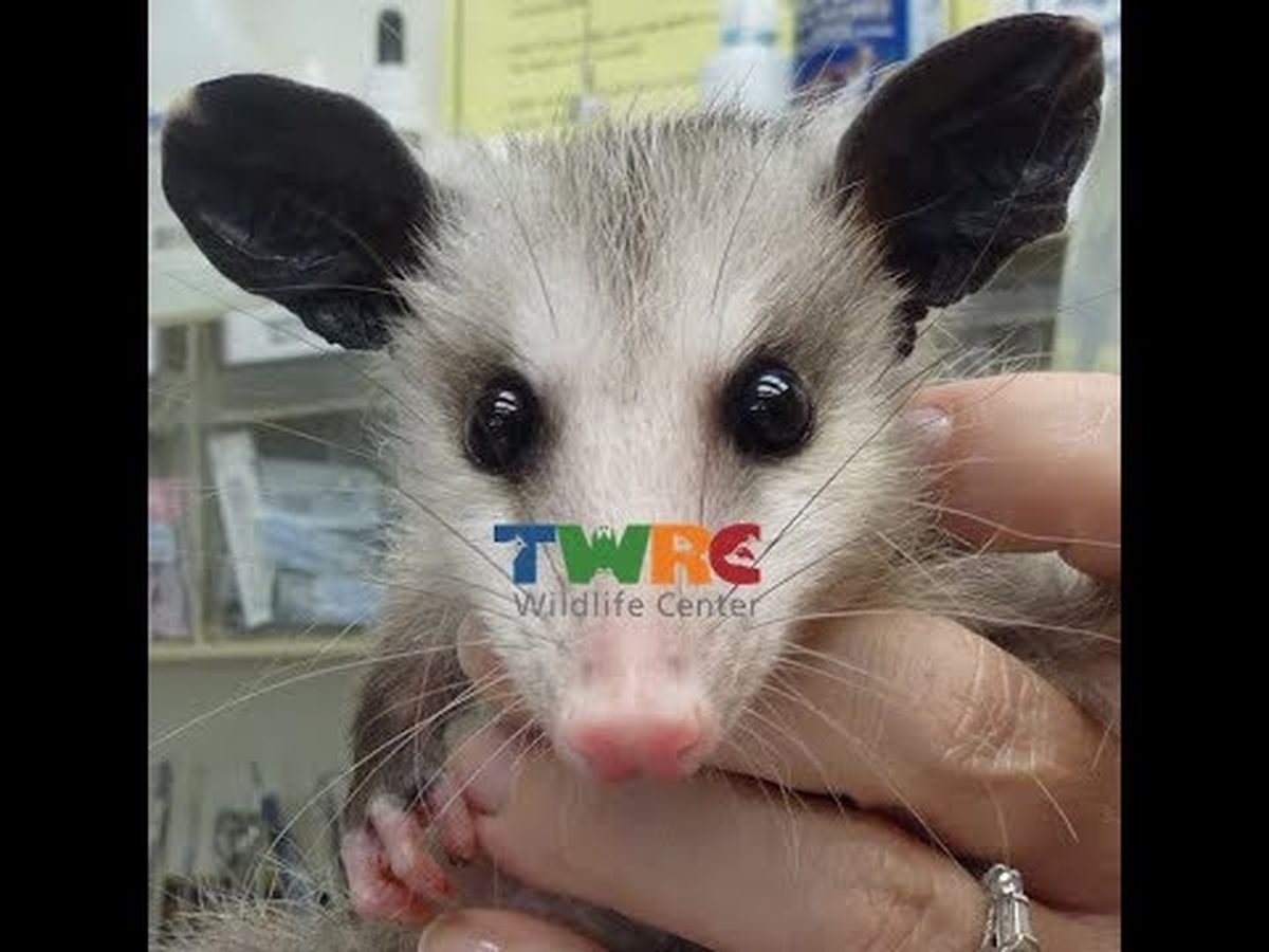 Fundraiser’s main image