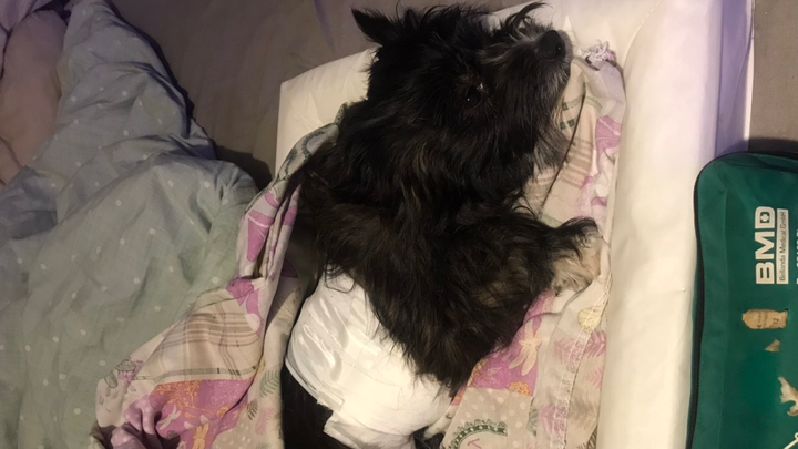 Help save our precious fur princess ruby campaign photo, 1 of 4