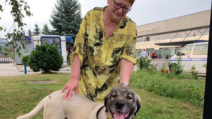 Support Milena’s Lifesaving Dog Rescue in Sarajevo campaign photo, 1 of 7