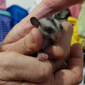 Kristie-mei Aylward.