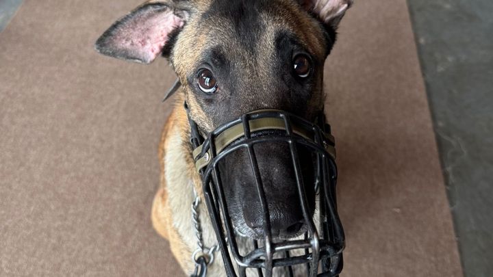 Wir bringen Hunde unter, die umgebracht werden sollen. campaign photo, 1 of 8