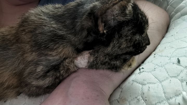 Support Bowie's Urgent Medical Treatment campaign photo, 1 of 6