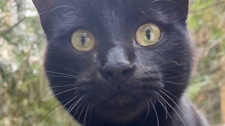 Help Us Save Miuw: A Gentle Black Cat Who Has Nowhere Else t campaign photo, 1 of 6