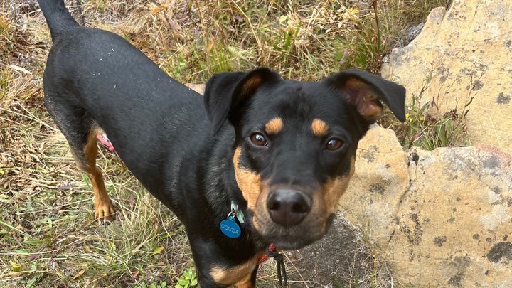 Help Gouda Overcome Her Medical Emergency campaign photo, 1 of 3