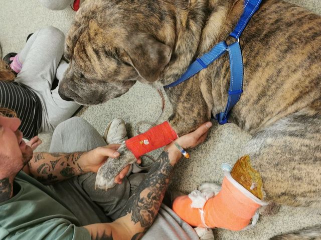 Fundraiser by Sinclair Maynard : Please help my ronnie dog.