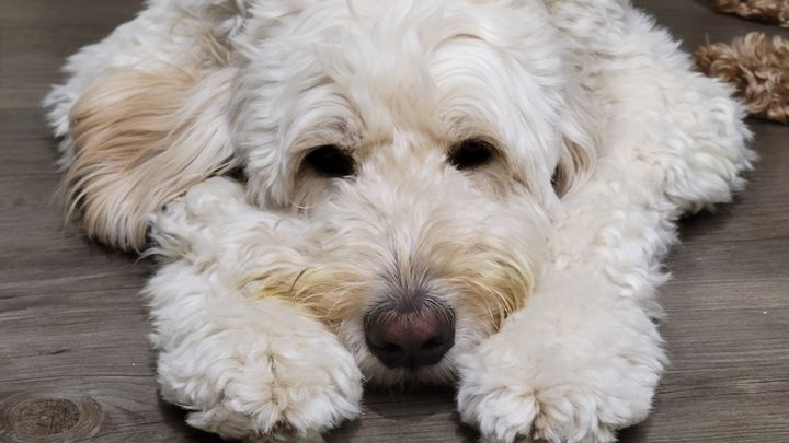 My baby dogo's surgery. campaign photo, 1 of 2