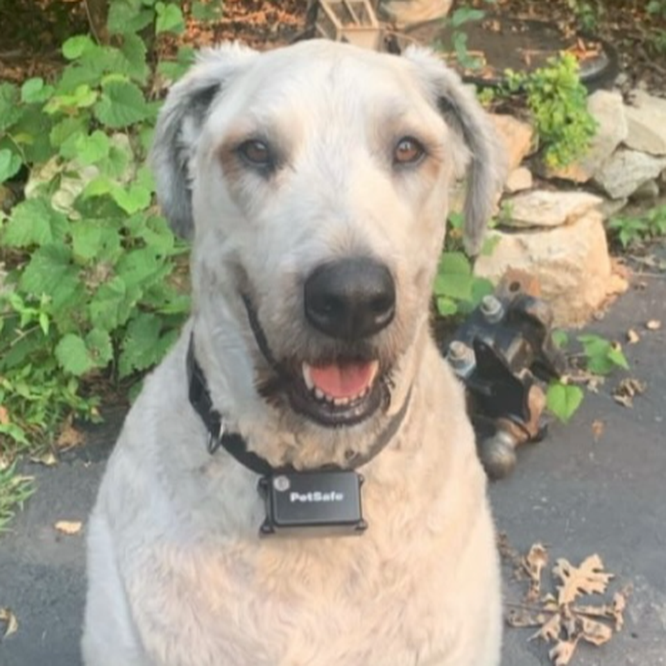 A living Miracle: Help save Haavi from a Predator Attack