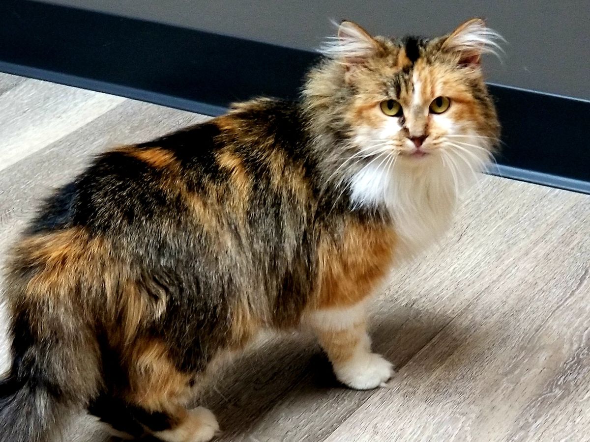 Fundraiser By Christine Stanton Help Heal Our Furry Girl