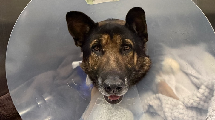 Support Surgery for Injured German Shepherd campaign photo, 1 of 5