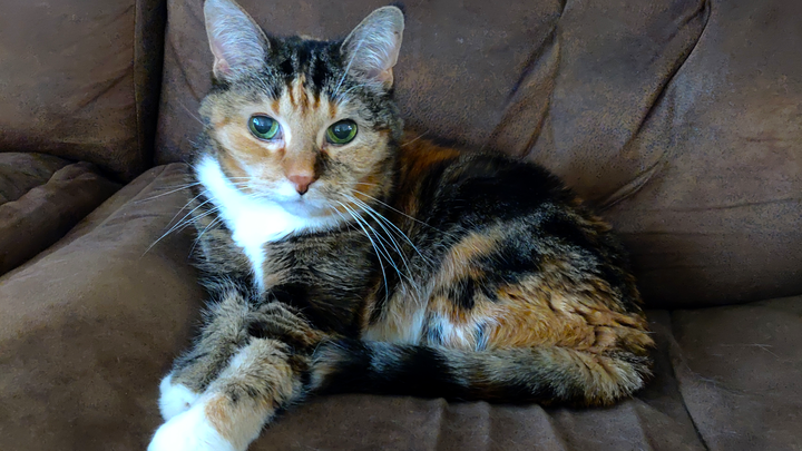 Pi's Medical Bills campaign photo, 1 of 2