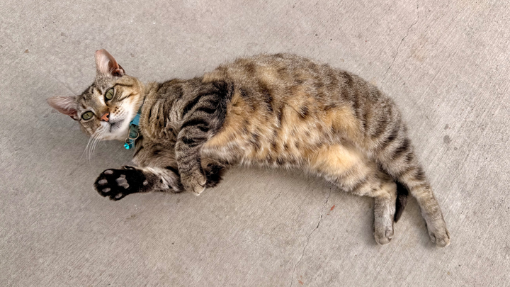 A Paw in Pain Needs Your Help — Let’s Heal Her Together! campaign photo, 1 of 4