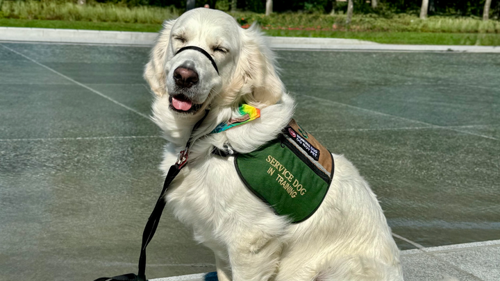 Fund Jolie’s Training - A lifelong gift for Noah campaign photo, 1 of 8