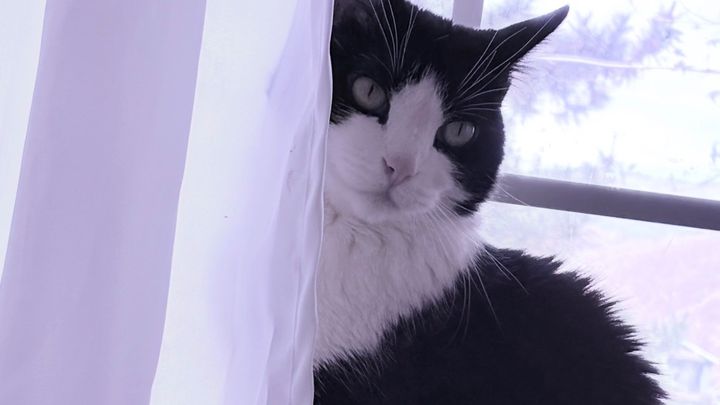 Fundraiser by Viviana M : Help Kitty Get the Surgery She Needs