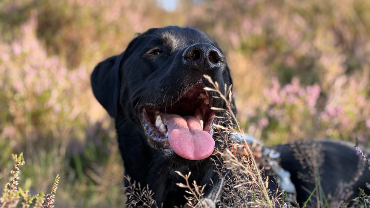 Help Boris aan de zorg die hij verdient campaign photo, 1 of 3