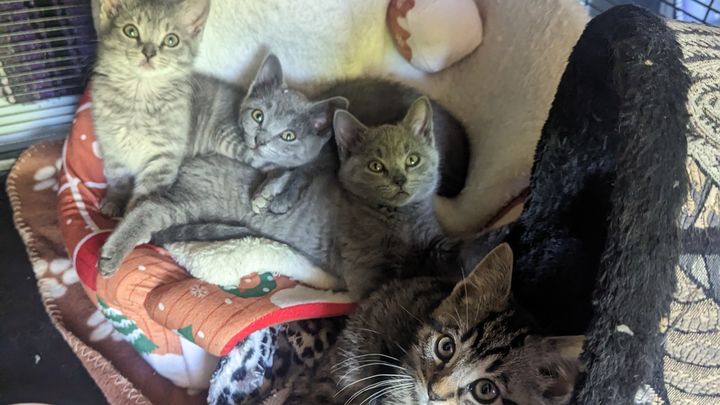 Fundraiser by Haley Lahr : Foster kittens spay and neuter