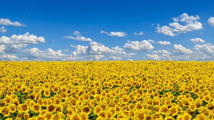 Hauptbild des Spendenaufrufs