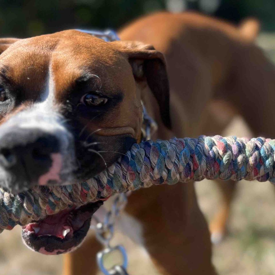 Help Sway Become My Seizure Alert Service Dog