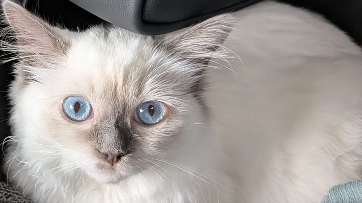 Oreo receive life saving treatment for FIP campaign photo, 1 of 3