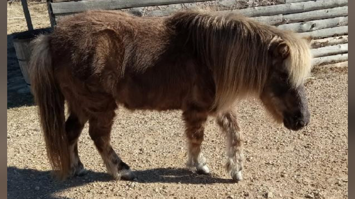 Help Bring Horses Home to Majestic Tala Ranch campaign photo, 1 of 8
