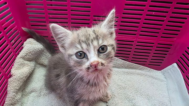 Plz help save Lucy life, Vet bill is climbing over $2500 campaign photo, 1 of 6