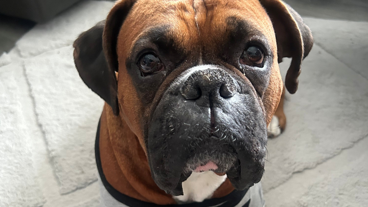 Can You Help Winston Fight Mast Cell Cancer? campaign photo, 1 of 7