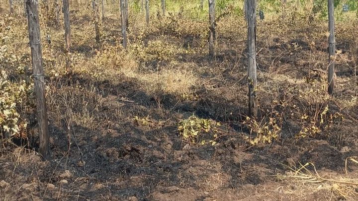 Ricostruiamo insieme i vigneti bruciati di Sicilia