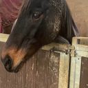 Profile photo of Pippa Hamblin