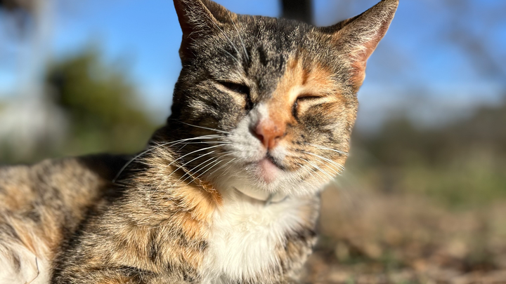 Ensure Hunter's Comfort in Her Golden Years campaign photo, 1 of 5