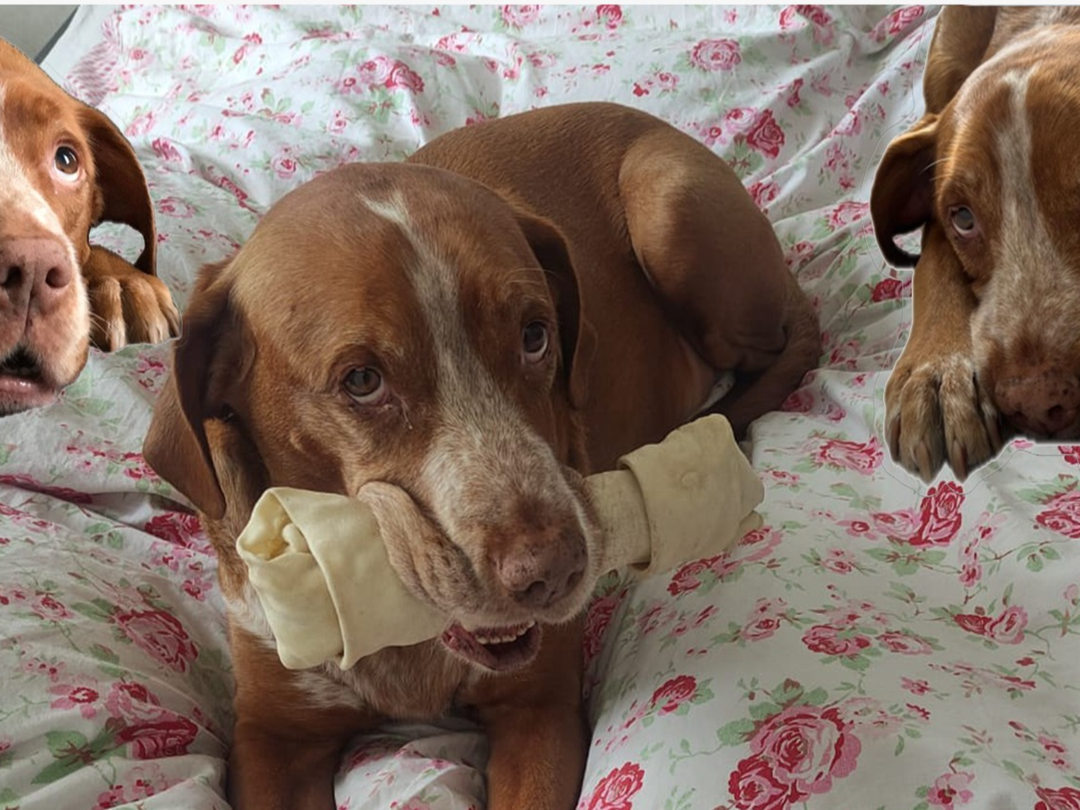 Help Us with Papi’s Surgery campaign photo, 1 of 4