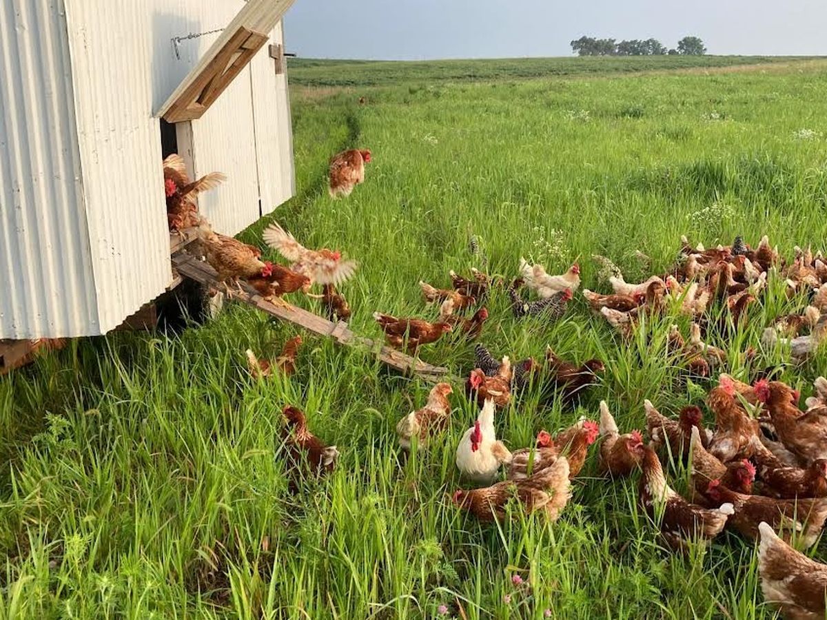 Support Living Light Farms' Egg Processing Upgrade campaign photo, 1 of 4